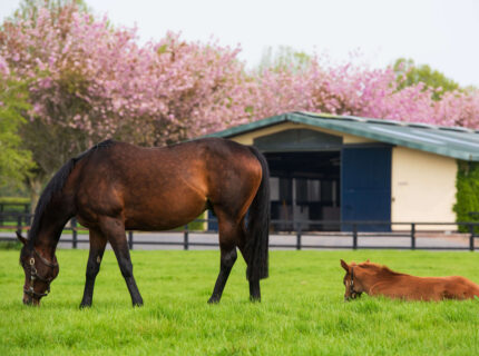 Horse grazing and foal resting in lush green pasture with blooming cherry blossoms.