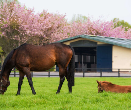 Horse grazing and foal resting in lush green pasture with blooming cherry blossoms.