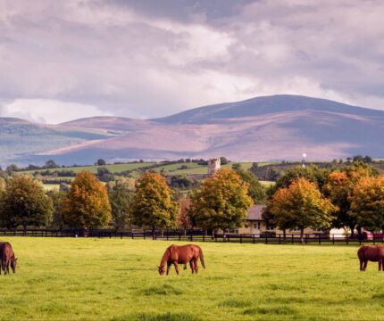 Scenic view of horses grazing in a lush field with rolling hills in the background.
