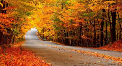 Family enjoying a scenic walk through the hotel's vibrant autumn woods.