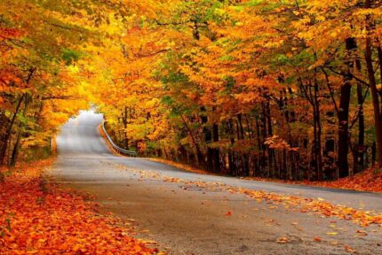 Family enjoying a scenic walk through the hotel's vibrant autumn woods.